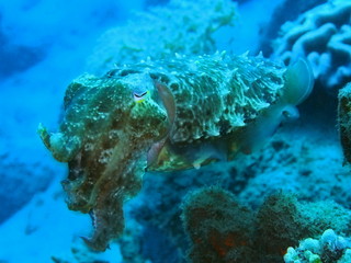 The amazing and mysterious underwater world of Indonesia, North Sulawesi, Manado, cuttlefish