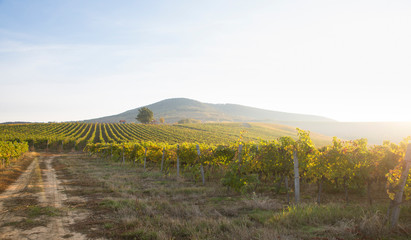 Beautiful landscape of Vineyards in Tuscany. Chianti region in summer season. Italy.