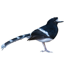 Northern White-crowned Forktail on white background.