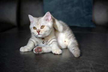 Silver gray British Shorthair kitten with a beautiful face and good pedigree. Lifting his legs to scratch his ears on the dark gray Saffa in the house.