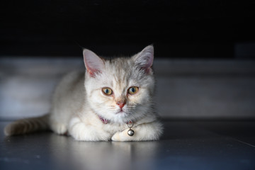 Silver gray British shorthair kitten with a beautiful face and good pedigree. Lying on the black floor under the sofa in the house
