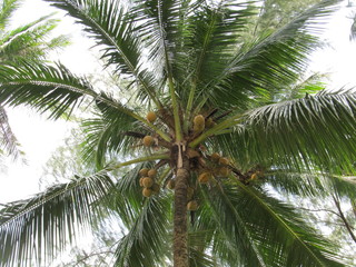 Fototapeta premium palm tree with coconuts, view from bottom to top