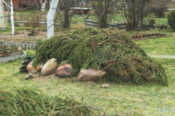 shelter plants for the winter branches of coniferous trees