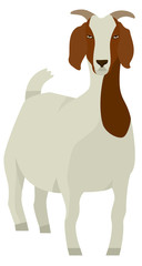 Farming set White & Brown Boer goat Vector illustration Isolated object
