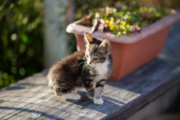 kitten cat in the garden