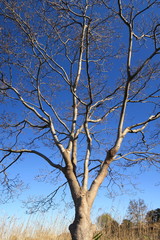 冬空とハナミズキの枯れ木