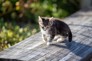 kitten cat in the garden