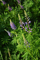 Beautiful lupins with light violet flowers and green leaves in spring.