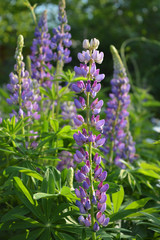 Lupins with purple and violet flowers grow in the garden. Beautiful flowering meadow in summer.