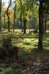 森の中に台風でできた木漏れ日