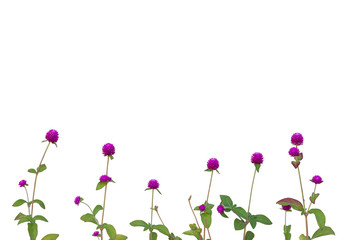 Obraz na płótnie Canvas Purple Globe Amaranth or Bachelor Button flower bloom isolate on white background included clipping path.