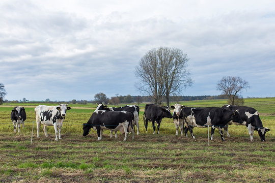 Black and white dairy cows on pasture on aggro landscape background in autumn entourage. Black and white cows on a farmland. Rural Landscape of Cattle Grazing in a Green Field