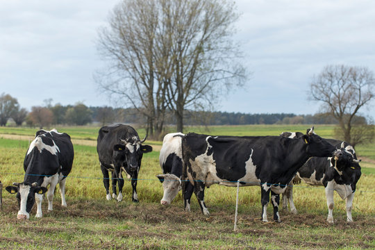 Black and white dairy cows on pasture on aggro landscape background in autumn entourage. Black and white cows on a farmland. Rural Landscape of Cattle Grazing in a Green Field