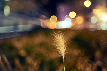 flower and city night lights with creative and colorful bokeh with bubbles on the background