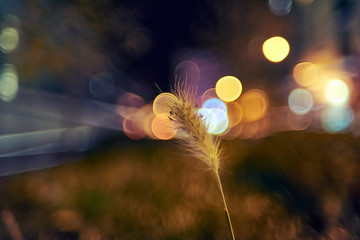 flower and city night lights with creative and colorful blur bubbles