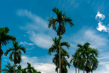 Fototapeta na wymiar Areca nut palm (Areca catechu). Betel nut palm tree with blue sky and white clouds. Commercial crop. Tropical palm tree in garden. Areca nut palm farming and plantation. Herbal plant. Horticulture.