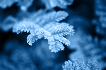 Beautyful classic blue leaves foliage. Natural floral monochrome background, selective focus