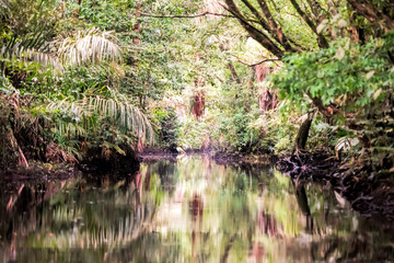 Fototapeta na wymiar river in jungle in Costa Rica
