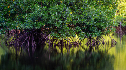 The beauty of mangrove forest ecosystem at Kutai National park, Indonesia