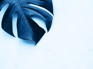Tropical leaves monstera toned classic blue color