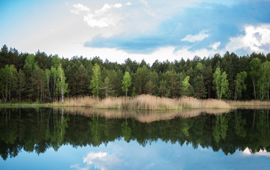 Fototapeta na wymiar Forest by the lake