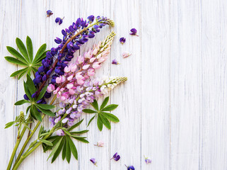 Pink and purple lupine flowers
