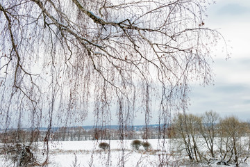 View of a winter snowy field in the countryside through birch branches