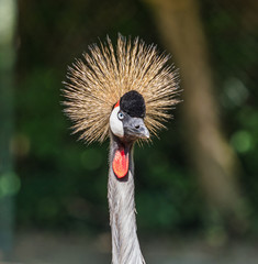 Fototapeta premium Black Crowned Crane, Balearica pavonina in the zoo