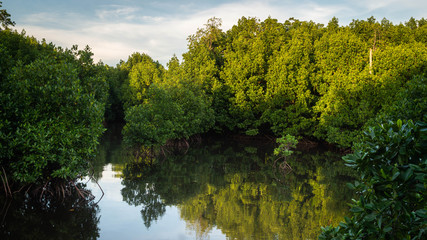 The beauty of mangrove forest ecosystem at Kutai National park, Indonesia