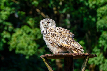 Eurasian Eagle Owl, Bubo bubo in a german nature park