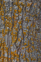 poplar tree bark covered with beautiful yellow moss, closeup