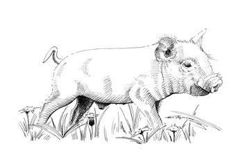 Hand drawn piglet, sketch graphics monochrome illustration © byrdyak