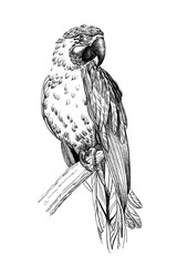 Hand drawn parrot, sketch graphics monochrome illustration © byrdyak