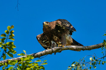 Harris's hawk, Parabuteo unicinctus, bay-winged hawk or dusky hawk