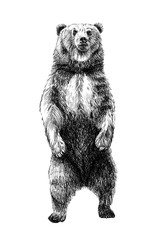 Hand drawn bear, sketch graphics monochrome illustration
