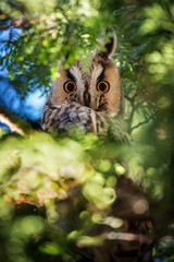 Long-eared Owl sit in a branch and looking on the the camera