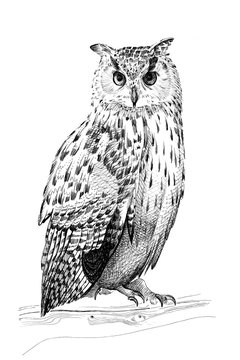 Hand drawn owl, sketch graphics monochrome illustration