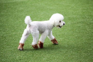 Fun puppies in a private playground	
