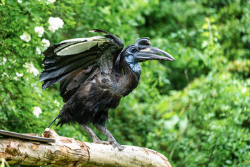 Abyssinian northern Ground Hornbill, Bucorvus abyssinicus strange bird