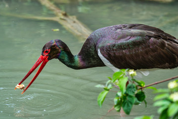 Black stork, Ciconia nigra in a german nature park
