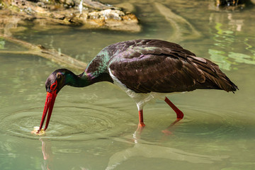 Black stork, Ciconia nigra in a german nature park