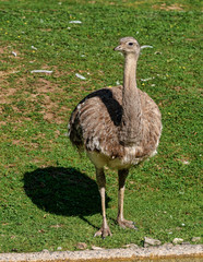 Darwin's rhea, Rhea pennata also known as the lesser rhea.