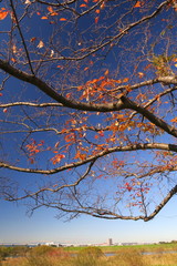 江戸川土手の桜の枯れ木と冬空