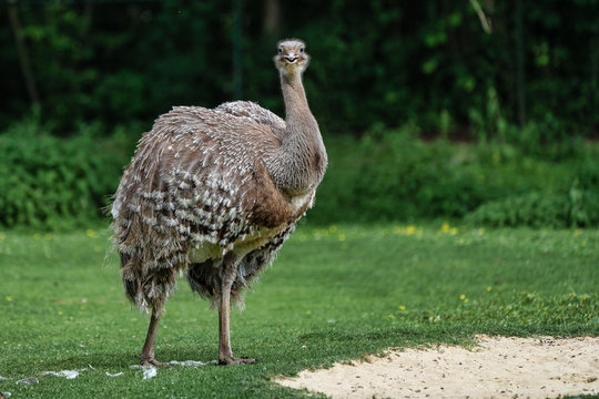 Darwin's rhea, Rhea pennata also known as the lesser rhea.