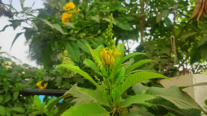 Fototapeta premium Yellow elder flower buds in the garden