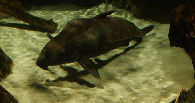 Tiger Shovelnose Catfish Giant Resting on Sandy Bottom of Water, 4K