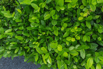 Abstract green grass background, sunny day, fresh spring field, natural textured wallpaper at Phuket Thailand.