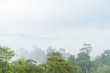 Obraz na płótnie Canvas Good Morning mist background sky, Misty beautiful mountain in the Golden Mountain Bright green, abundant in Narathiwat Thailand.