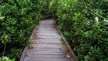 Boardwalk /wooden pathway surrounded with mangrove plants at Kutai National Park, Indonesia