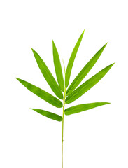 Fototapeta na wymiar Green bamboo leaf isolated on white background with clipping path.